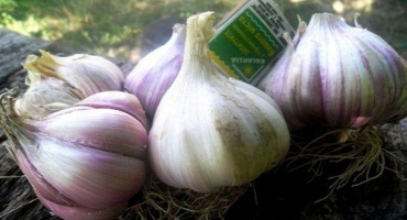 Popis odrůdy česneku alcor, vlastnosti pěstování a péče